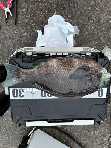 メジナの釣果