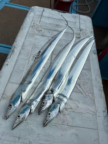タチウオの釣果