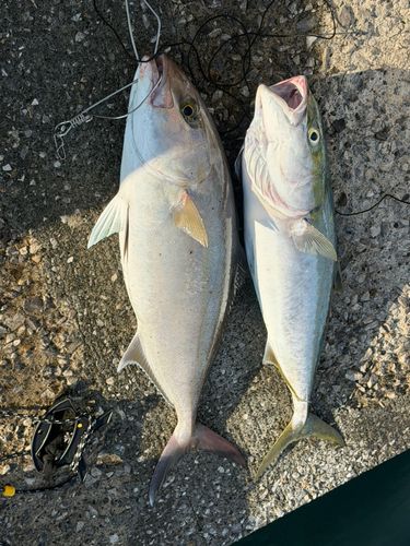 カンパチの釣果