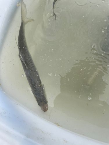 コノシロの釣果