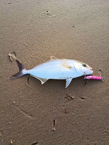 ネリゴの釣果