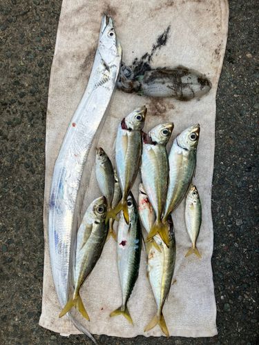 アジの釣果