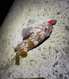 オウゴンムラソイの釣果