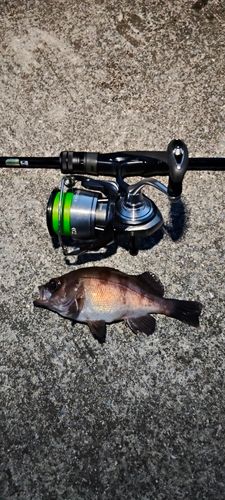 メバルの釣果