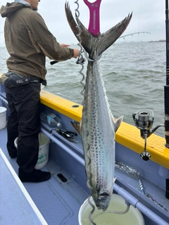 サワラの釣果