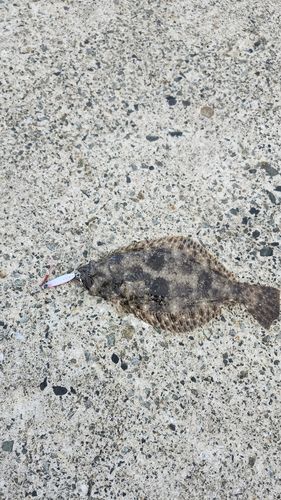 ヒラメの釣果