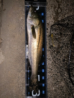 マルスズキの釣果