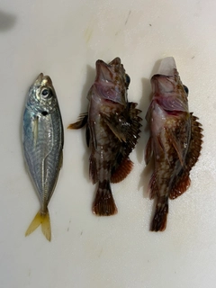 カサゴの釣果