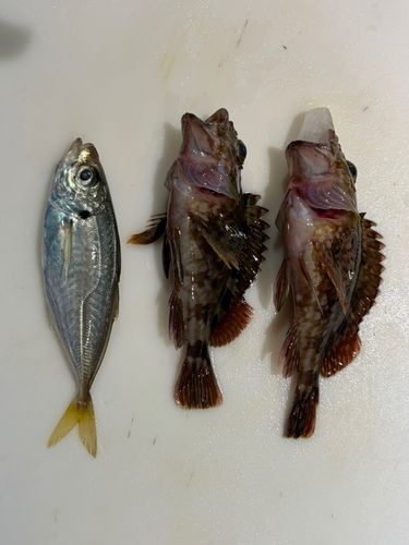 カサゴの釣果