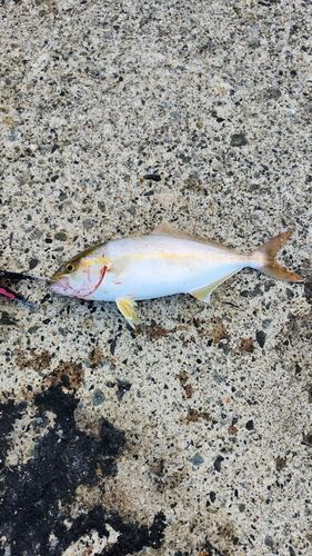 ネリゴの釣果