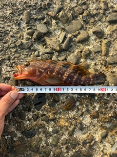 キジハタの釣果