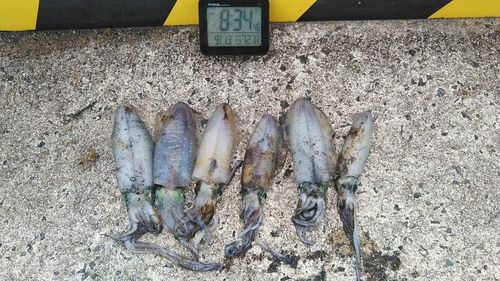 アオリイカの釣果