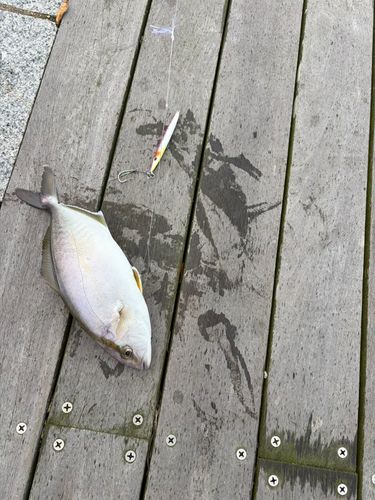 ショゴの釣果