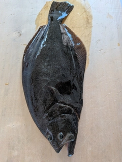 ヒラメの釣果