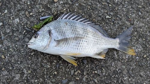 チヌの釣果