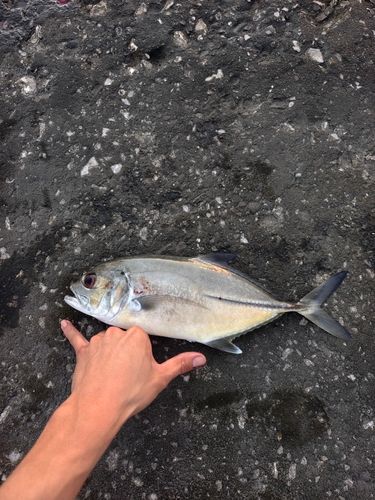 ギンガメアジの釣果