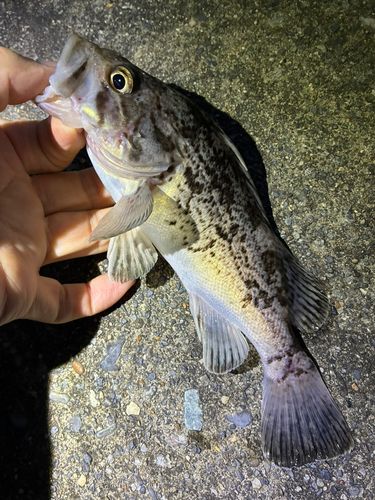 ソイの釣果
