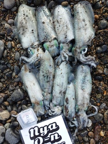 アオリイカの釣果