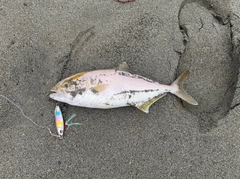 ショゴの釣果