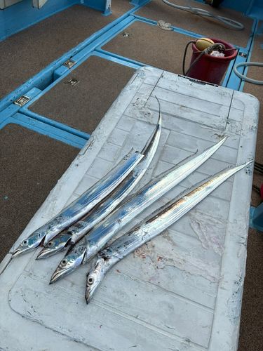 タチウオの釣果