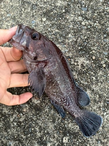 ソイの釣果