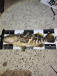 クエの釣果