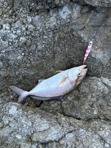 ショゴの釣果