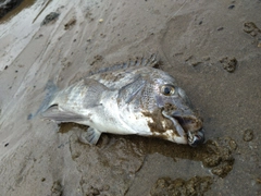 キビレの釣果