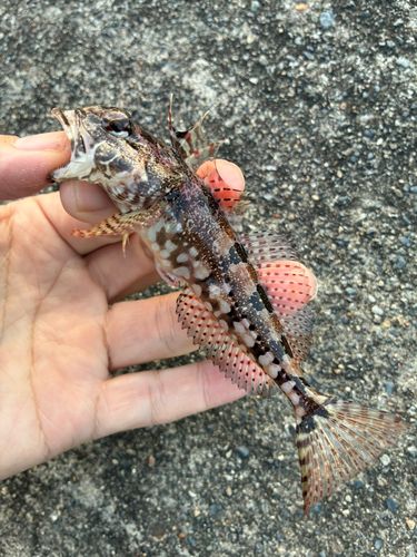 アナハゼの釣果