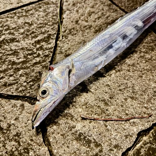 タチウオの釣果