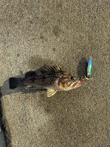 クロソイの釣果