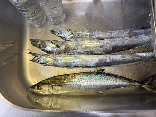 サゴシの釣果