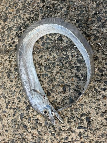 タチウオの釣果