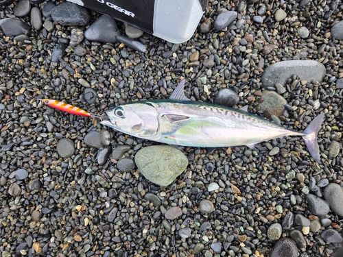 マルソウダの釣果