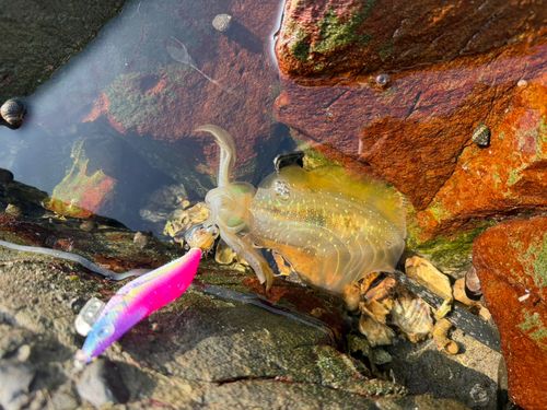 アオリイカの釣果