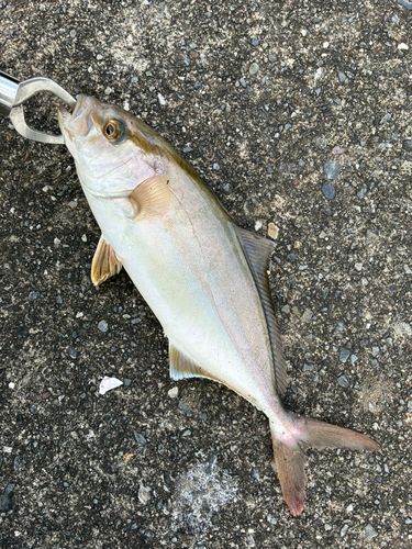 ショゴの釣果