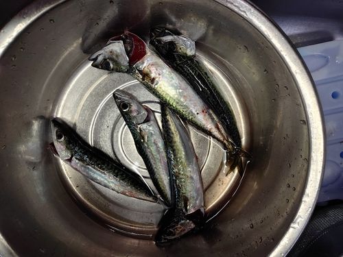 サバの釣果