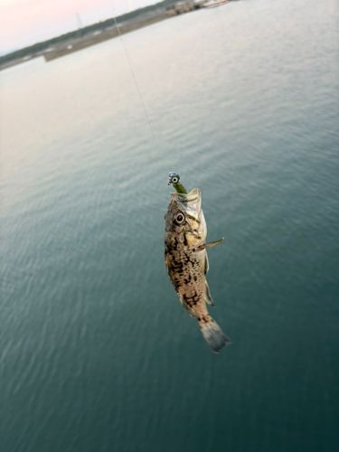 クロソイの釣果