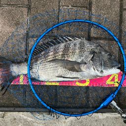 RAIGENさんの2026年09月12日(土)の釣行(千葉県 - 旧江戸川