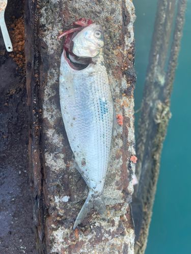 コノシロの釣果