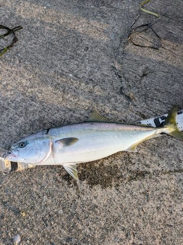 ワラサの釣果