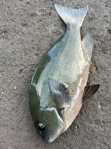メジナの釣果