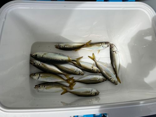 アジの釣果