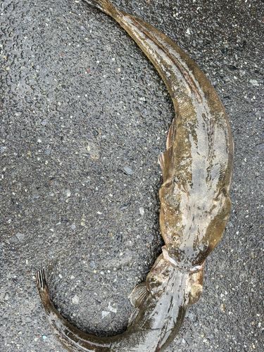 マゴチの釣果