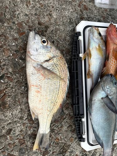 キビレの釣果