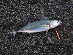 ヒラソウダの釣果