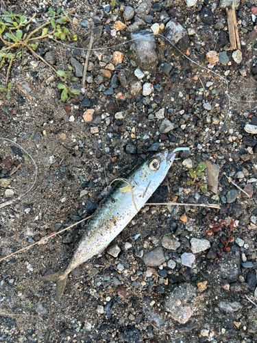 サバの釣果