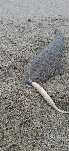 マゴチの釣果