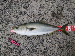 ブリの釣果