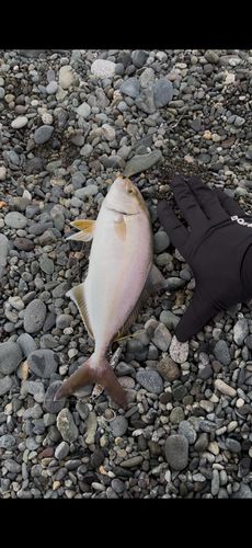 ショゴの釣果
